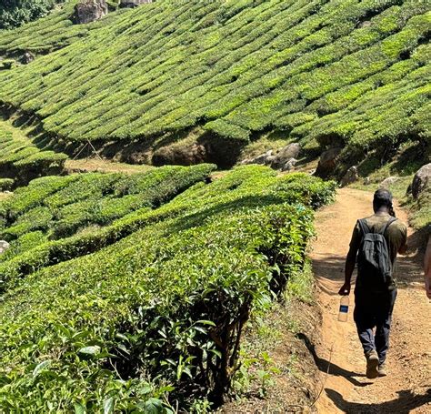 Green Munnar Trekking All You Need To Know Before You Go