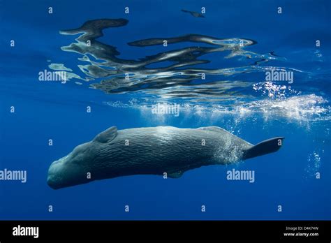Sperm whale swimming underwater Stock Photo - Alamy
