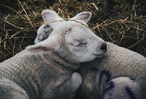 When To Wean Lambs And 3 Tips To Make It Easier