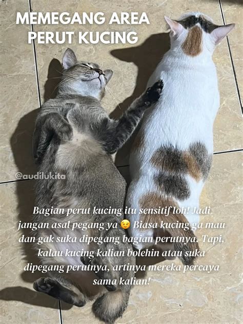 SAVE PERILAKU MANUSIA YANG DIBENCI KUCING Galeri Diposting Oleh