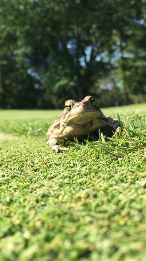 Frog Protection Wild Days