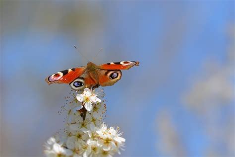 Uma Borboleta Senta Se Em Uma Flor Branca Um C U Azul Ao Fundo