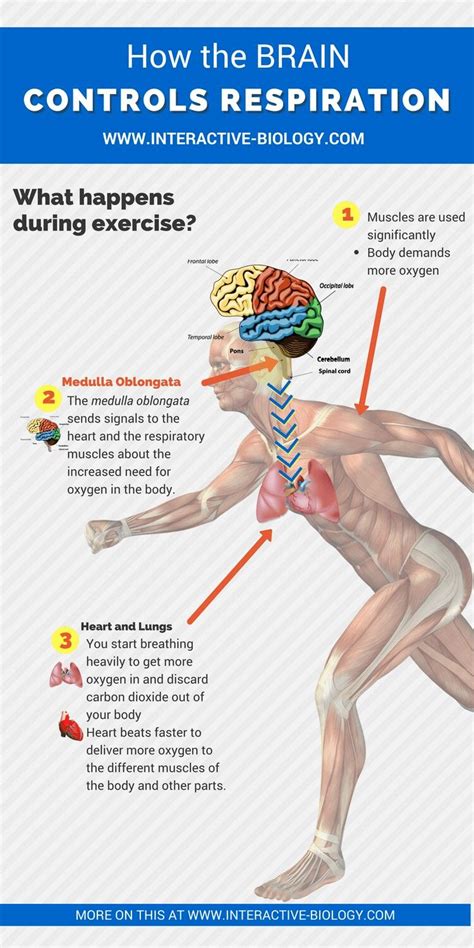 How The Brain Controls Respiration Muscle Major Muscles Human