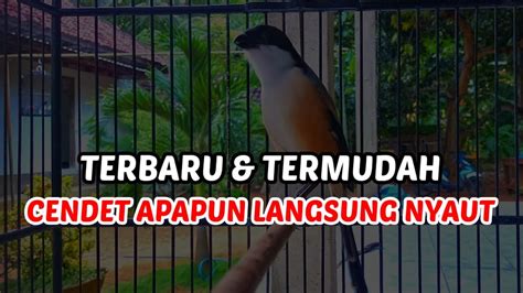 TERBARU DAN TERMUDAH PANCINGAN CENDET AGAR BUNYI SUARA CENDET GACOR