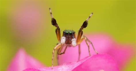 5 Extinct Types of Spiders – And 3 Critically Endangered Spiders that ...