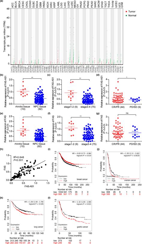 Lncrna Fas As1 Upregulated By Its Genetic Variation Rs6586163 Promotes