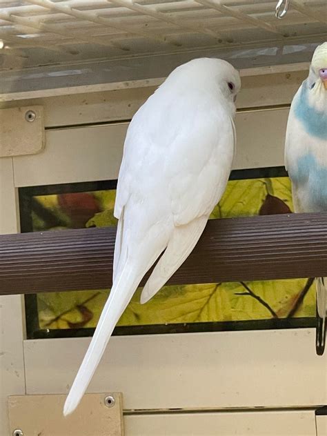 Mensagens Boa Noite Snoopy - Budgerigars With Unique Color Mutations You’ve Never Seen Before ...