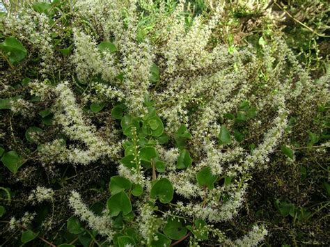 Anredera Cordifolia Images Useful Tropical Plants