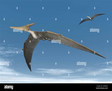 Pteranodon Dinosaurier Fliegen 3D Render Stockfotografie Alamy