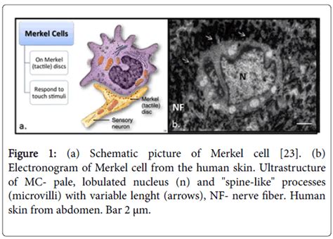 anatomy-physiology-Merkel-cell