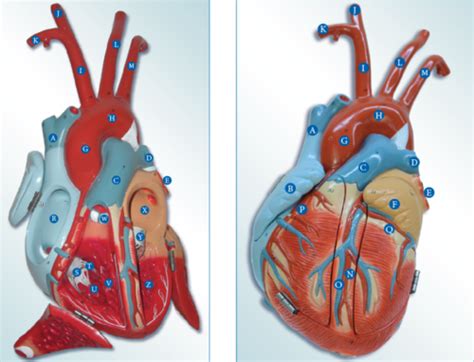 Anatomy Lab Quiz Flashcards Quizlet