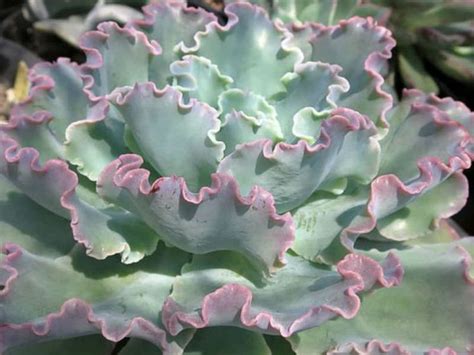 Echeveria Blue Curls World Of Succulents Suculentas Suculentas