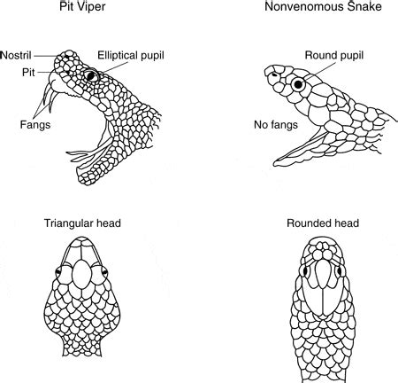 Venomous Versus Non Venomous Snakes Blog