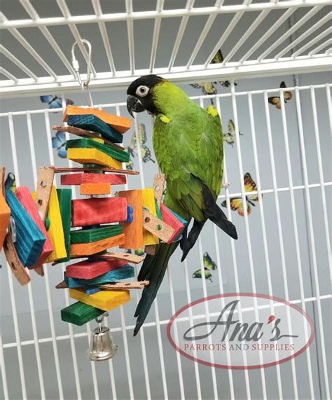 Nanday Conure - Ana's Parrots & Supplies