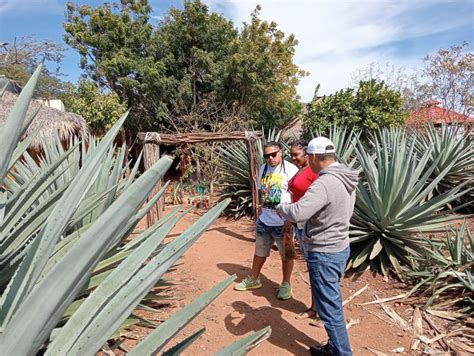 Mazatlan Mezcal Fabrik Tour Mit Verkostung Und Mittagessen Getyourguide