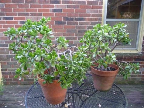 How To Repot A Large Jade Plant Green Fingers Gfinger Is The Most