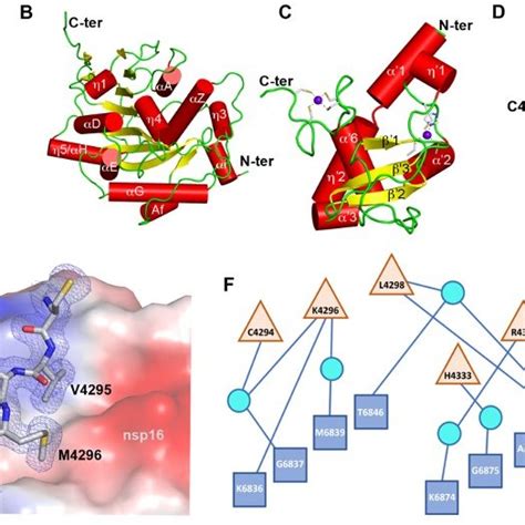 Detailed Representation Of Nsp16 Nsp10 And The Heterodimer Interface