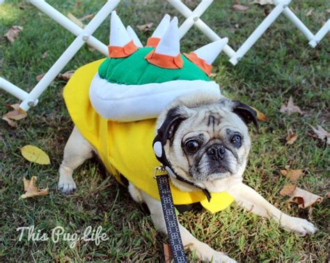 Pug Party 2013 | Pet halloween costumes, Pugs in costume, Pugs