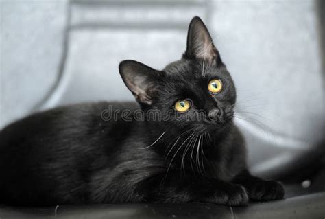 Schwarze Katze Mit Gelben Augen Stockbild Bild Von Nett Freund 44351817