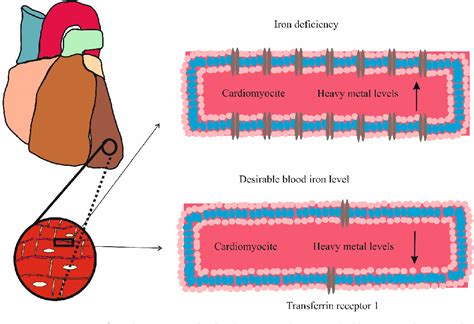 Figure From Accumulation Of Metal Loid S In Myocardial Tissue And The