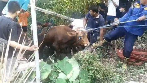 Jelang Idul Adha Di Gresik Sapi Kurban Ngamuk Lompat Masuk Parit