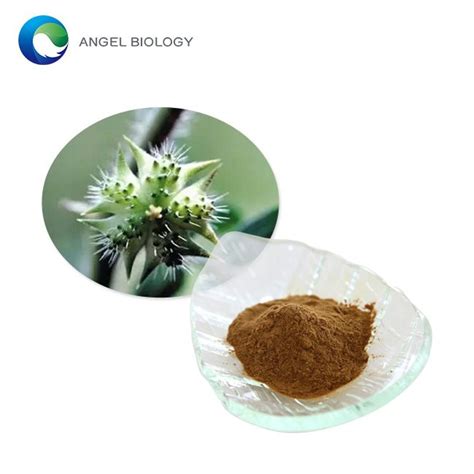 Tribulus Extract Powder China Tribulus Extract Powder Manufacturers