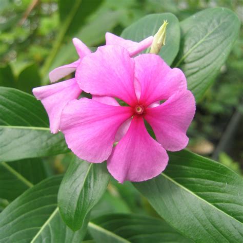 Pervenche De Madagascar Catharanthus Roseus L G Don Conservatoire