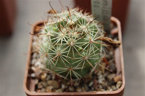 Mammillaria Schumannii Var Globosa Cactus Shop