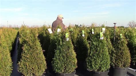 Thuja Junior Giant Game Changing Arborvitae Evergreen Screens