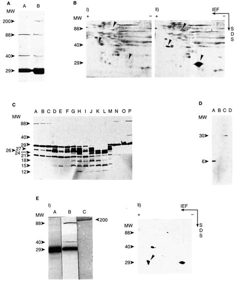 A Sds Page Western Analysis Of Tgf A Immunoreactive Proteins On