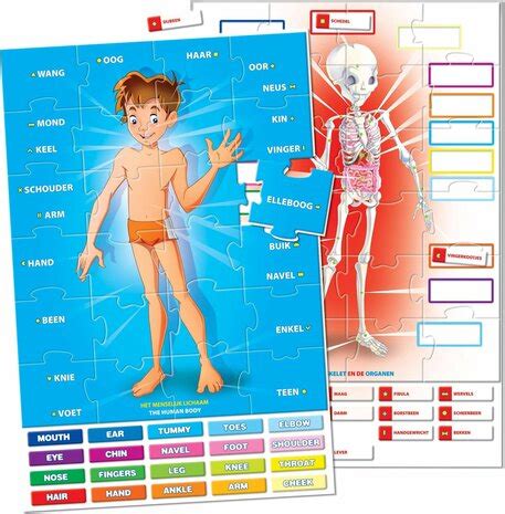 Clementoni Spelend Leren Het Menselijk Lichaam Almaspeelgoed Nl