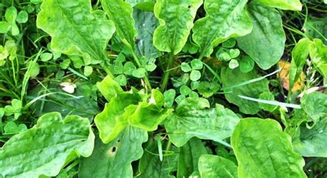 12 Remarkable Benefits Of Broadleaf Plantain Natures Healing Power