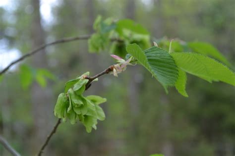 Praktisk Naturvetenskap Och Teknik I F Rskolan Fr N Knoppar Till