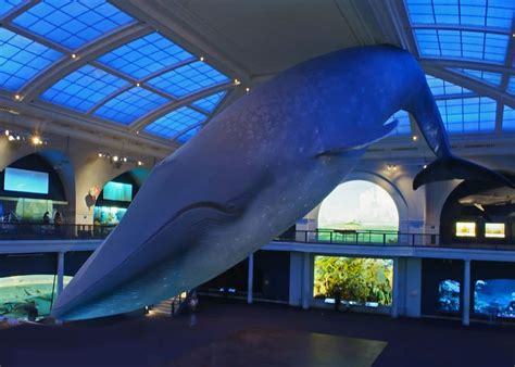 AMNH Explorer – Josh Worth Art & Design