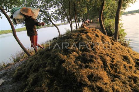 Potensi Budidaya Rumput Laut Antara Foto