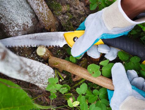 The 11 Best Pruning Saws Minneopa Orchards Atelier Yuwa Ciao Jp