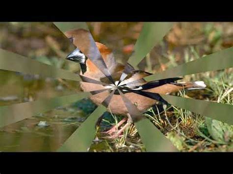 Sonido Del Picogordo Coccothraustes Coccothraustes El Mejor Para