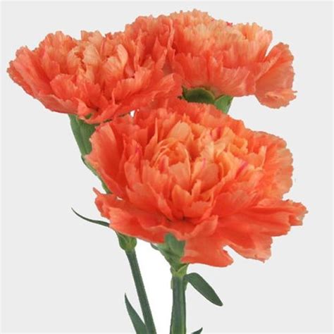 Orange Carnation Flower Fancy Wholesale Blooms By The Box