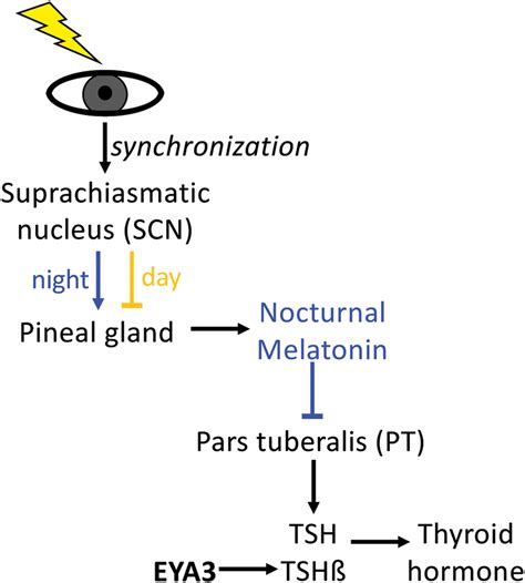 EYA3 in photoperiodism. | Download Scientific Diagram