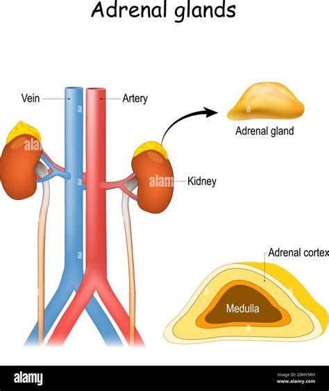 Location of adrenal gland in human body - notenaa