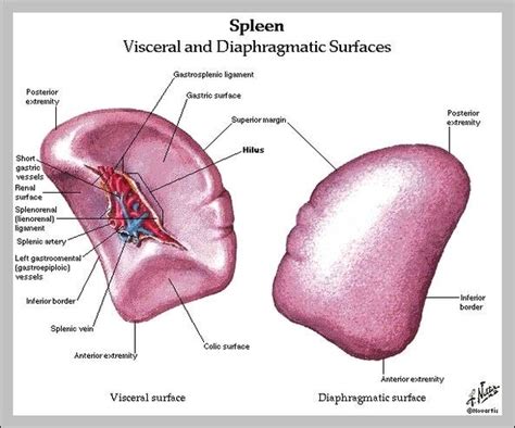 Spleen Anatomy - Graph Diagram