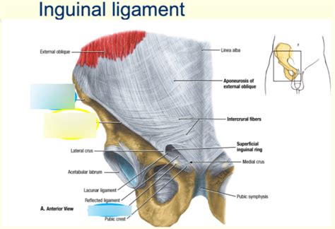 Inguinal Ligament Diagram Quizlet