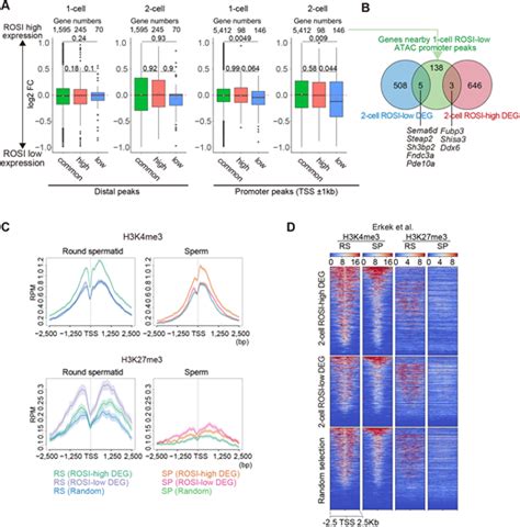 Paternally Inherited H3k27me3 Affects Chromatin Accessibility In Mouse