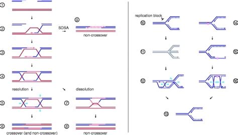 Dna Double Strand Break Repair And Replication Fork Support Mediated By