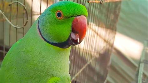 Mitthu So Friendly Ringneck Talking Parrot Mitthu Talking And Saying Main Mitthu Gee Youtube