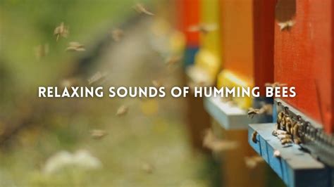 Relaxing Sounds Of Humming Bees Helps Stress Relief YouTube