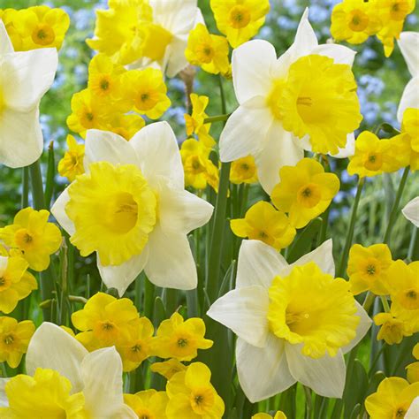 Narcissus Cornish King Kokopelli English Gardens