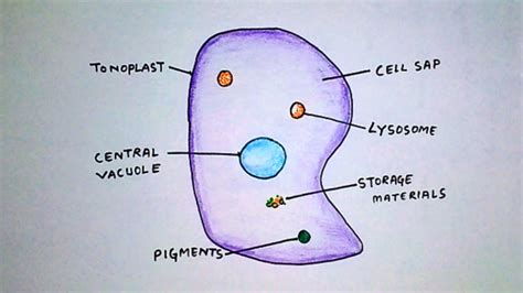 vacuole structure function  types easy biology  vrogueco