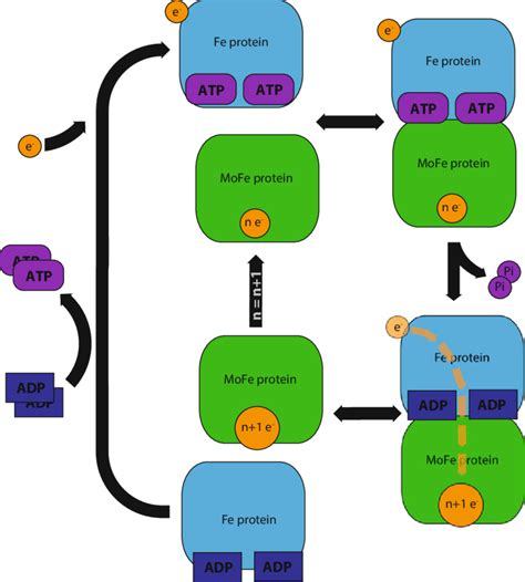 Model Of The Fe Protein Cycle Of Nitrogenase Two Subunits One Each