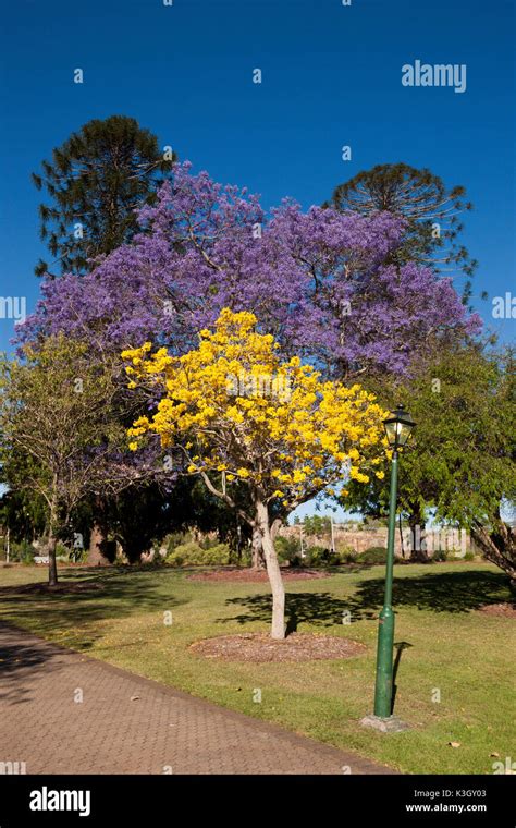 Mature Jacaranda Trees For Sale Brisbane Edusvetgobgt